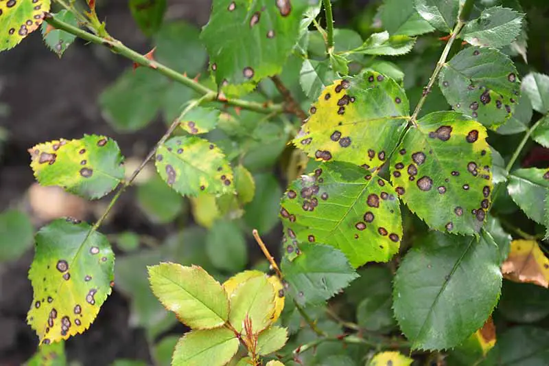 Una imagen horizontal de primer plano de follaje rosa con manchas negras oscuras y hojas amarillas como resultado de una infección fúngica.