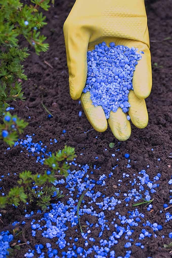 Aplique fertilizante granulado y otros productos químicos para el jardín de forma segura y adecuada con estos consejos: 