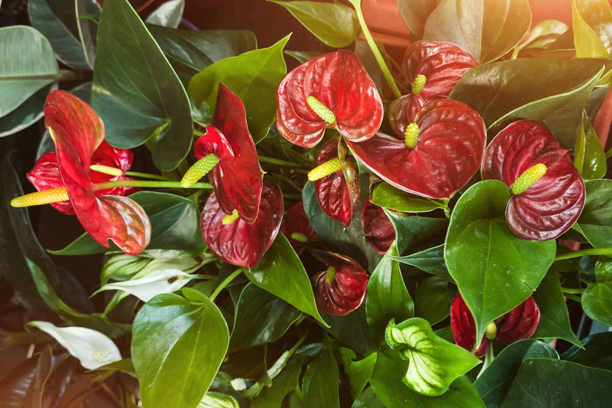 Una imagen horizontal de primer plano de una planta de interior de anthurium con espatas rojas brillantes y hojas verdes brillantes.