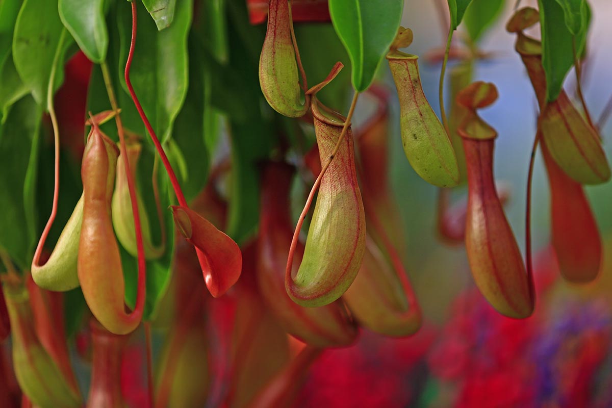 Una imagen horizontal de primer plano de las plantas de jarra Nepenthes que crecen en una maceta en el interior representada en un fondo de enfoque suave.