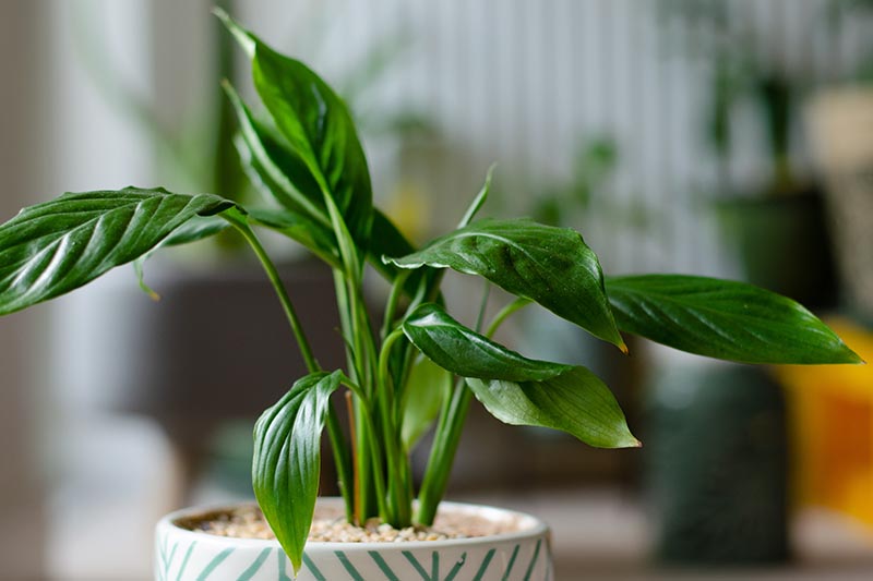 Una imagen horizontal de primer plano de una pequeña planta de Spathiphyllum que crece en una maceta de cerámica en el interior representada en un fondo de enfoque suave.