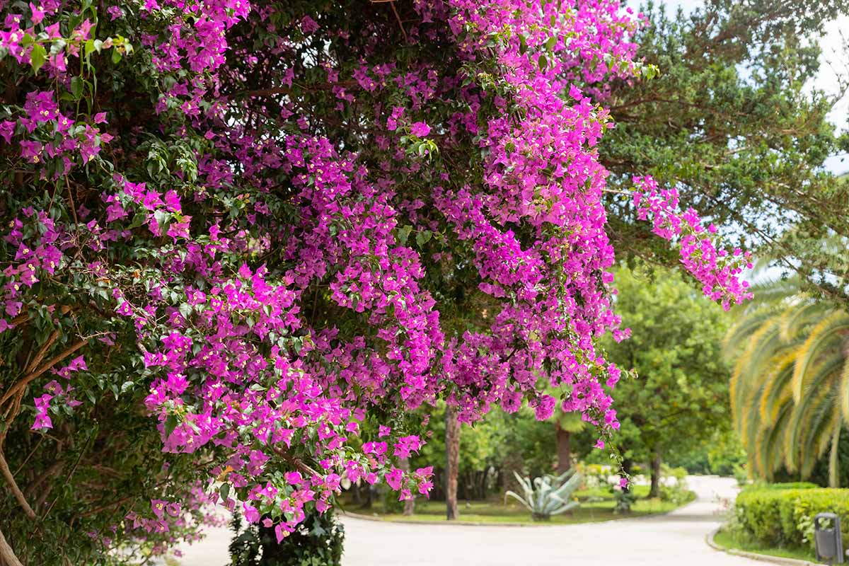 Una imagen horizontal de un gran arbusto de buganvillas rosas que crece en un jardín formal.