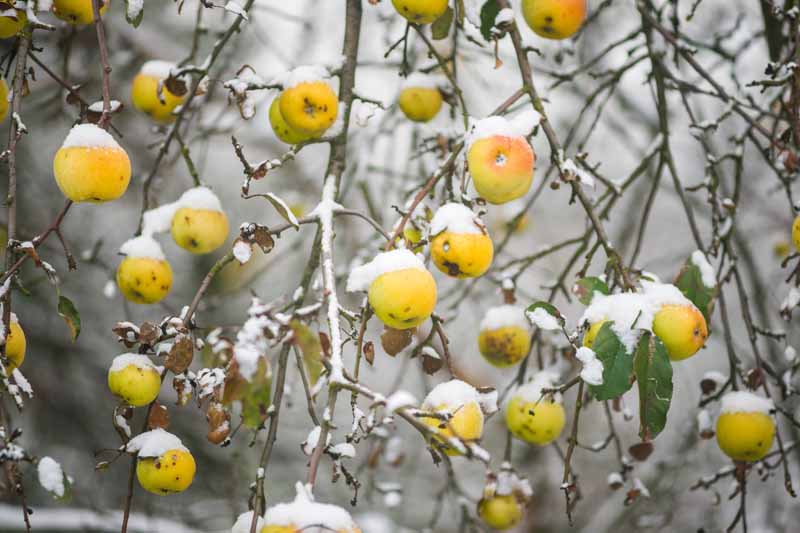 Una imagen horizontal de primer plano de un manzano en invierno con nieve en las ramas y frutas representadas en un fondo de enfoque suave.