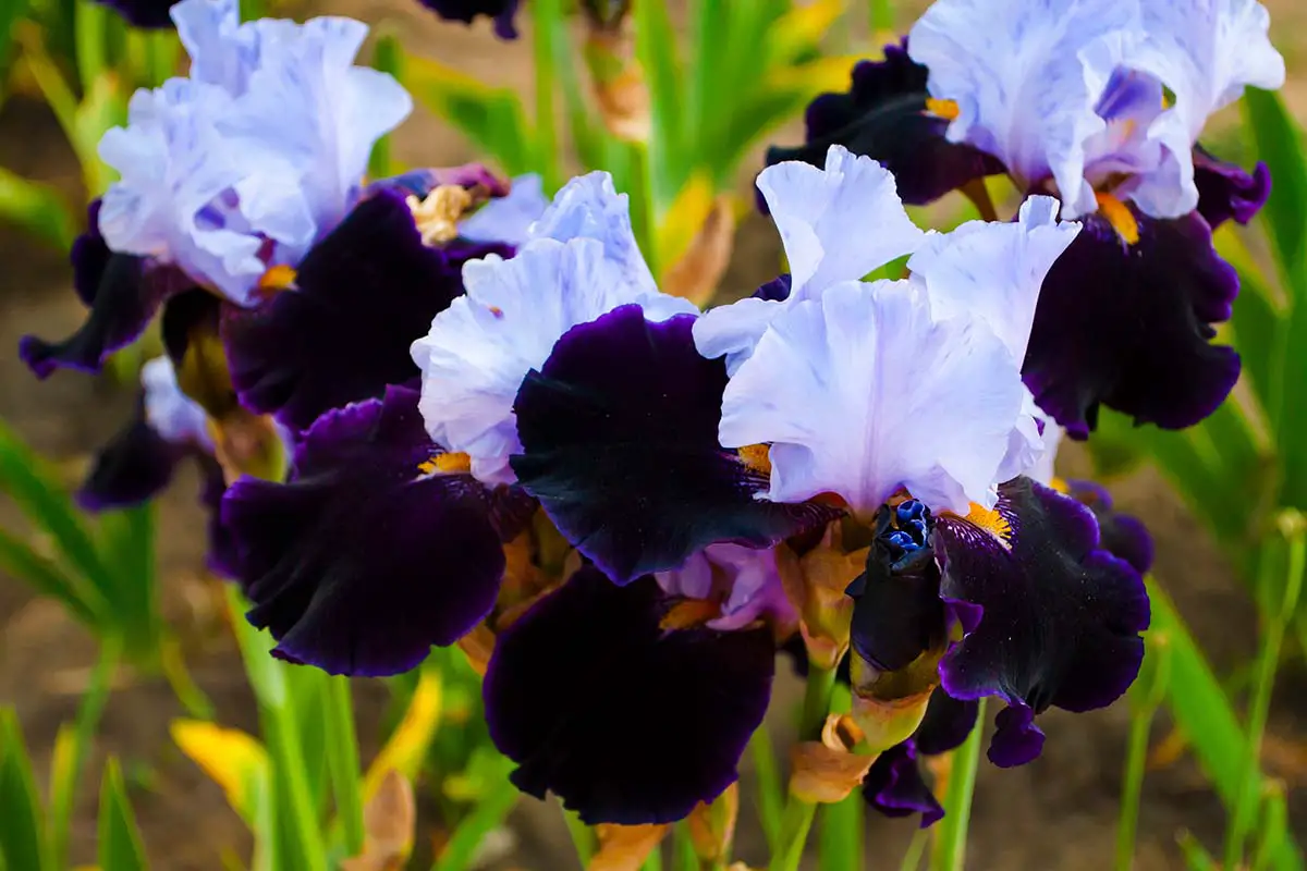 Una imagen horizontal de primer plano de flores de iris oscuras y claras que crecen en el jardín representadas en un fondo de enfoque suave.