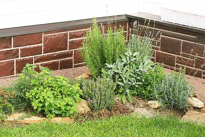Aprende a xerojardinear tu jardín plantando plantas nativas tolerantes a la sequía.  |  