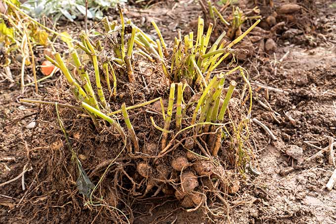 Aprenda cuándo y cómo dividir las plantas de tubérculos perennes |  camino del jardinero