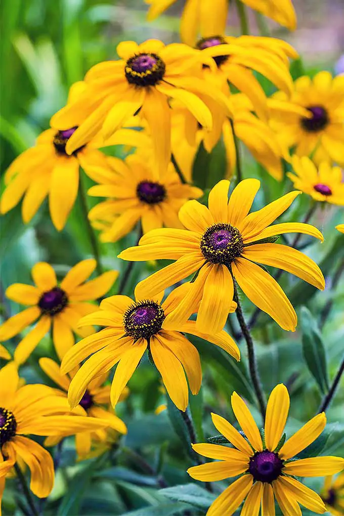 Una imagen vertical de cerca de las flores de Susan de ojos negros que crecen en el jardín en un fondo de enfoque suave.