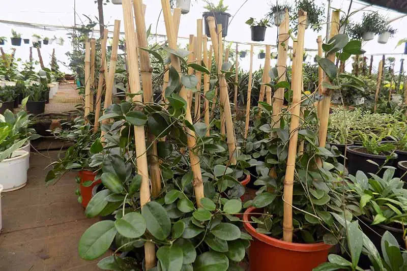 Una imagen horizontal de primer plano de una colección de plantas domésticas entrenadas para cultivar cañas de bambú en un vivero comercial de plantas.