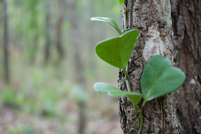 Una imagen horizontal de primer plano de una vid Hoya carnosa que crece en un árbol representado en un fondo de enfoque suave.