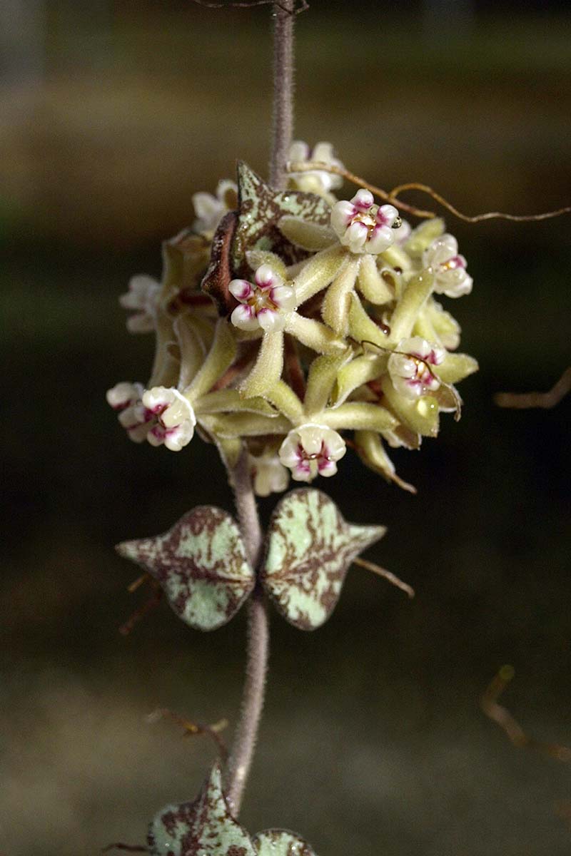 Una imagen vertical de cerca de una flor Hoya curtisii representada en un fondo de enfoque suave.