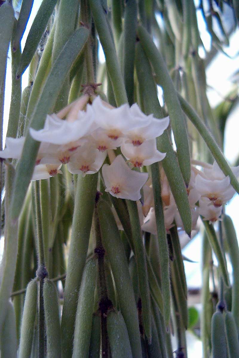 Una imagen vertical de cerca de las flores y el follaje de Hoya linearis creciendo como planta de interior.