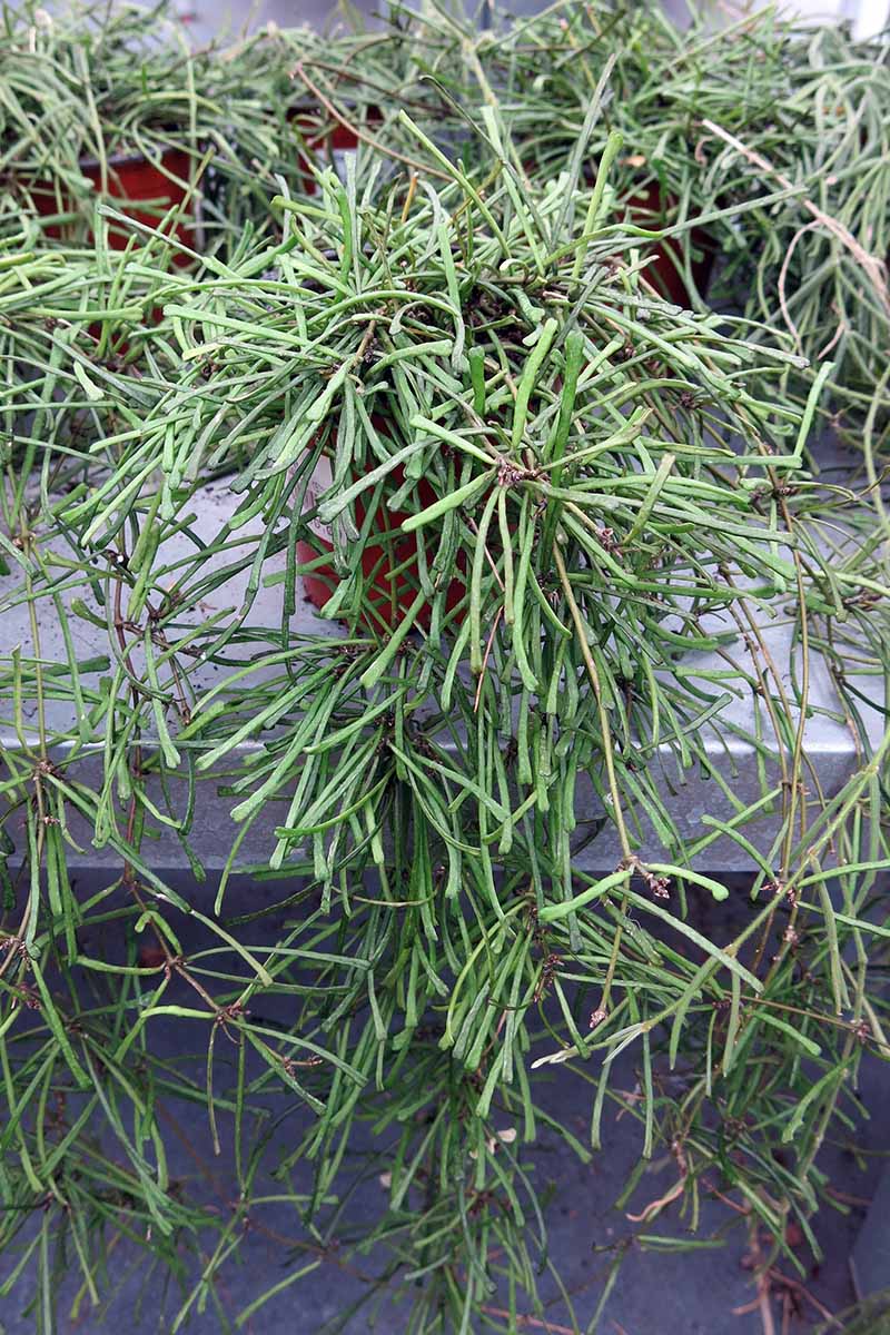 Una imagen vertical de cerca de plantas de Hoya retusa en maceta colocadas en un estante gris.