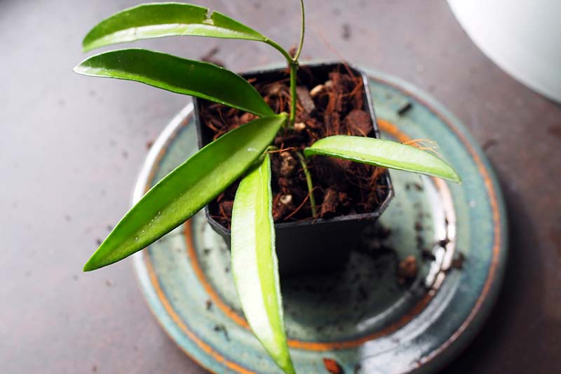 Una imagen de arriba hacia abajo de una pequeña planta Hoya wayetii en maceta sobre una placa de cerámica.