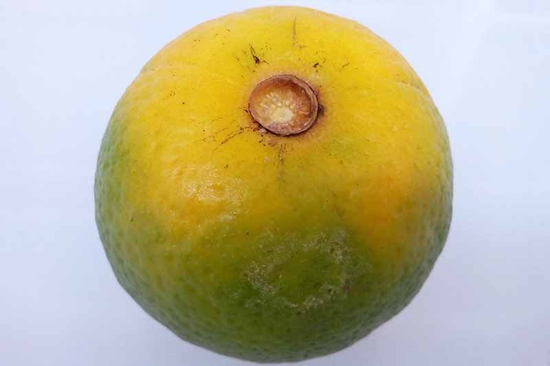 Una naranja verde descolorida infectada con HLB sobre un fondo gris.