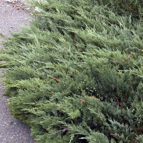 Una imagen cuadrada de cerca de Juniperus 'Hughes' creciendo al lado de un camino.