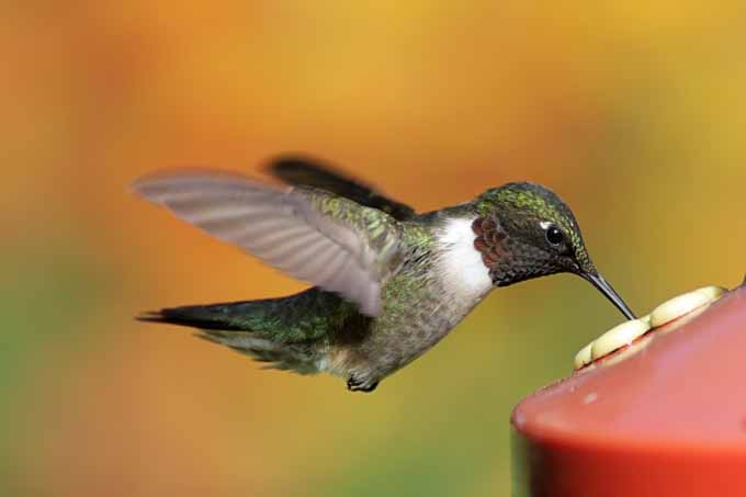 Primer plano de un colibrí de garganta rubí (archilochus colubris) en un alimentador de plástico rojo.