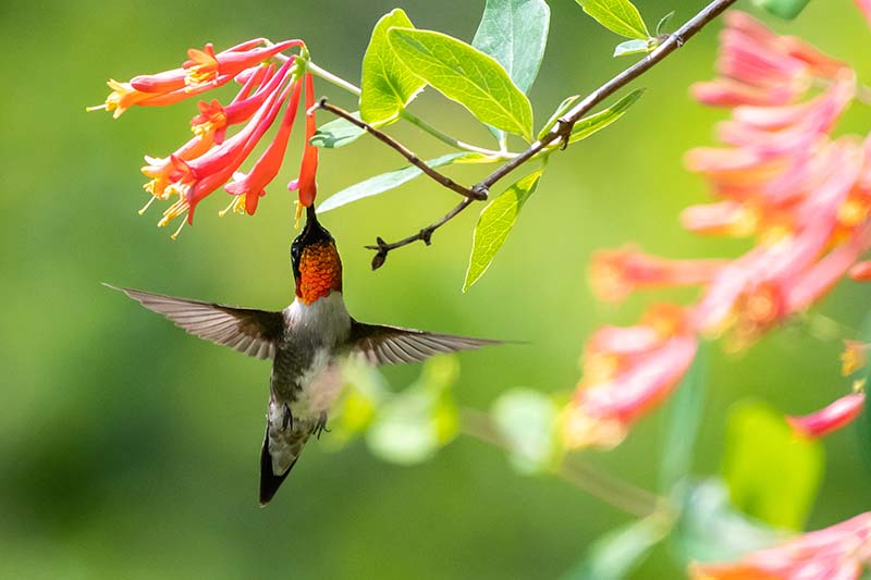 Una imagen horizontal de primer plano de un colibrí de garganta roja que se alimenta de una flor de madreselva de coral representada en un fondo de enfoque suave.