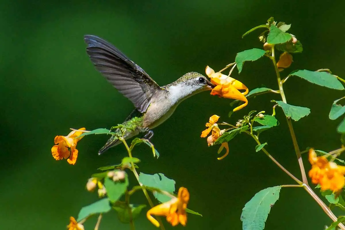 Una imagen horizontal de primer plano de un colibrí alimentándose de flores silvestres impatiens representadas en un fondo de enfoque suave.