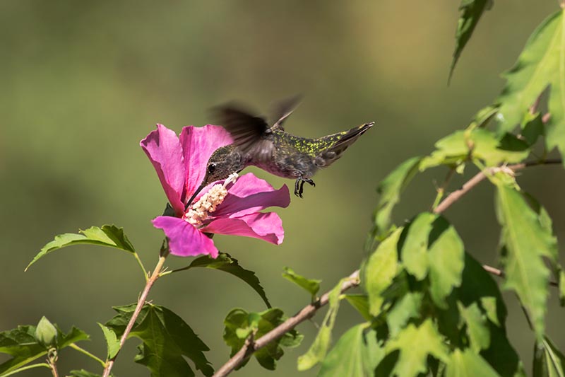 Una imagen horizontal de primer plano de un colibrí volador alimentándose de néctar de una flor de rosa de Sharon representada a la luz del sol sobre un fondo de enfoque suave.