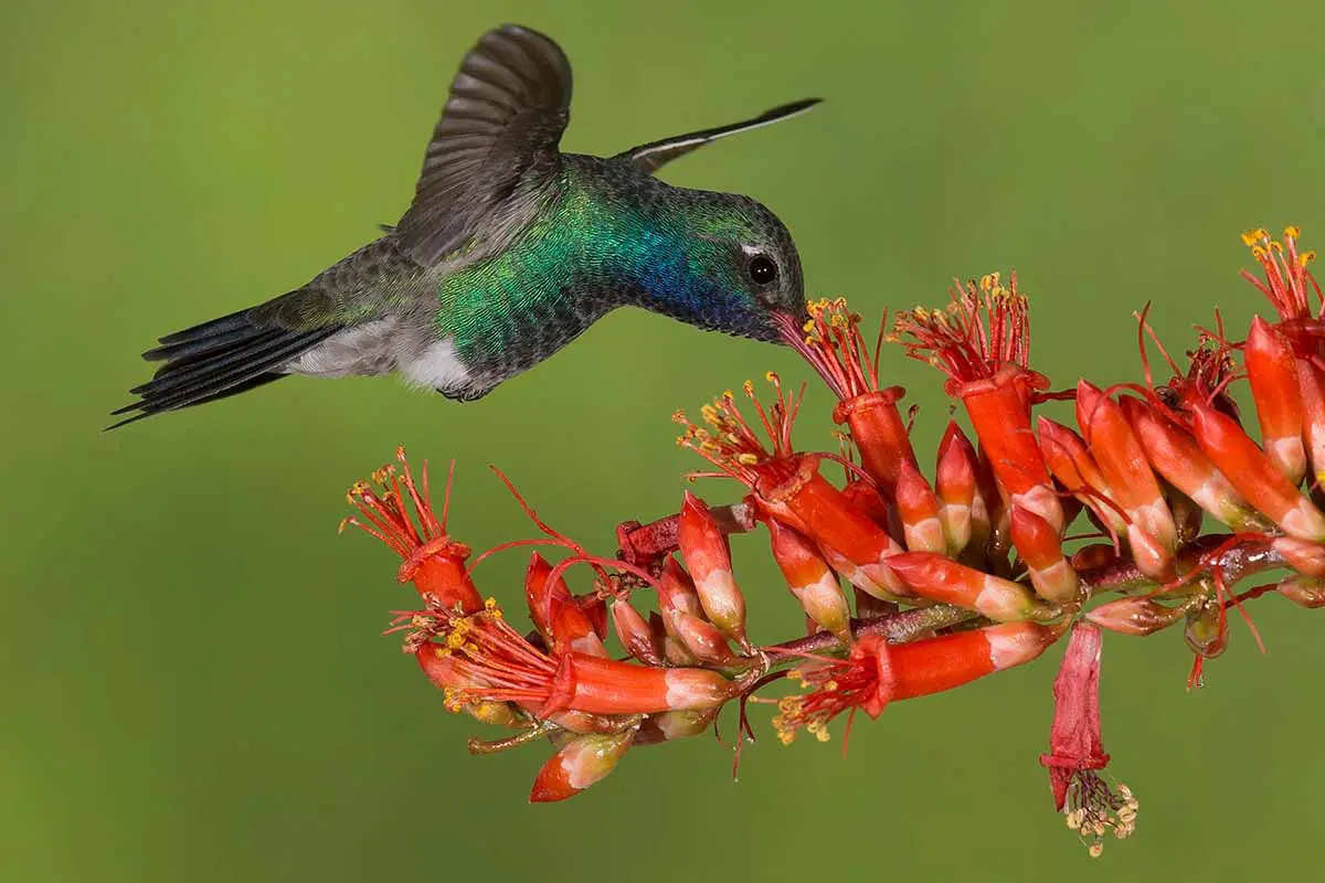 Una imagen horizontal de primer plano de un colibrí alimentándose de flores rojas Fouquieria splendens representadas en un fondo de enfoque suave.