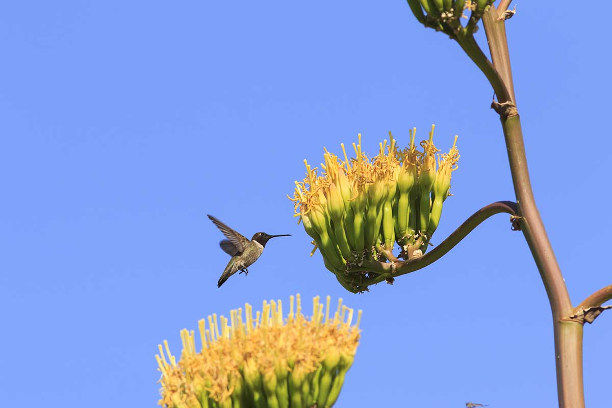 Una imagen horizontal de primer plano de un colibrí alimentándose de flores amarillas de agave fotografiadas bajo el sol brillante sobre un fondo de cielo azul.