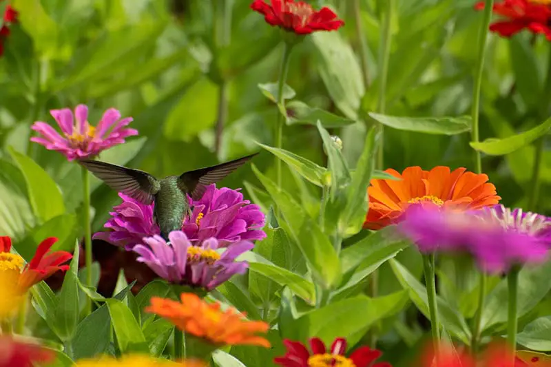 Una imagen horizontal de primer plano de un colibrí alimentándose de coloridas flores anuales representadas a la luz del sol.