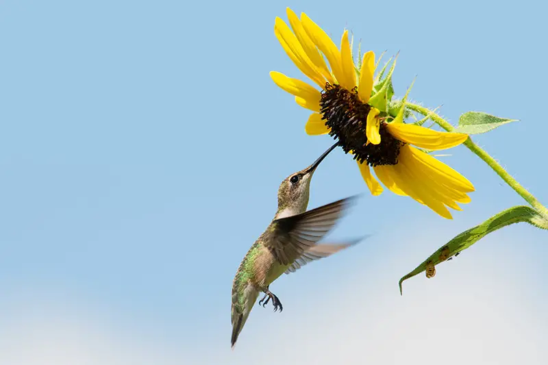 Una imagen horizontal de primer plano de un colibrí alimentándose de semillas de girasol maduras sobre un fondo de cielo azul.