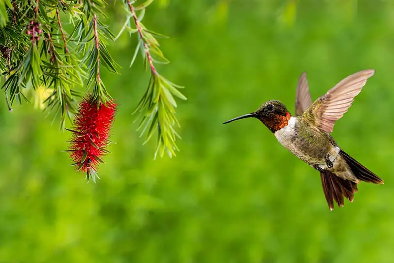 Una imagen horizontal de primer plano de un colibrí volando cerca de una flor roja, representada en un fondo verde de enfoque suave.