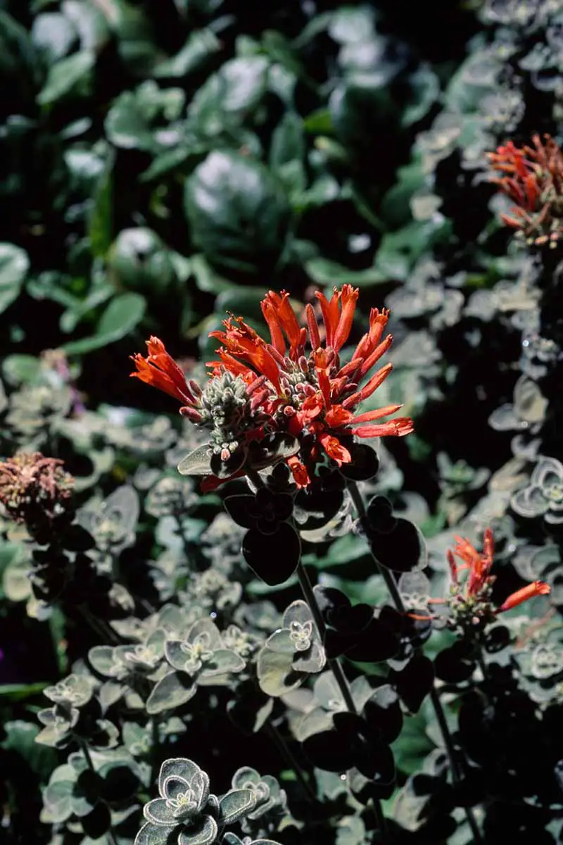 Una imagen vertical de cerca de las flores y el follaje de Dicliptera squarrosa, también conocida como planta de colibrí, que crece en un lugar soleado en el jardín.