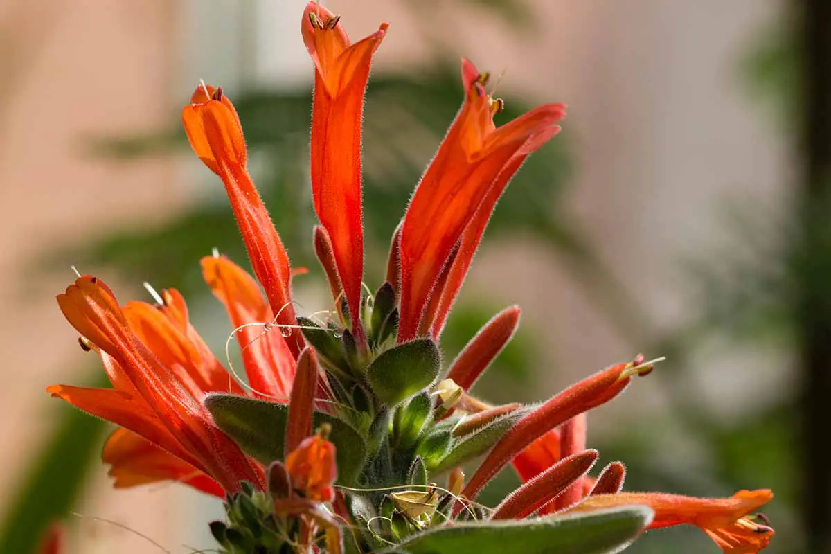 Una imagen horizontal de primer plano de las flores rojas brillantes de una planta de colibrí que crece en el jardín representada en un fondo de enfoque suave.