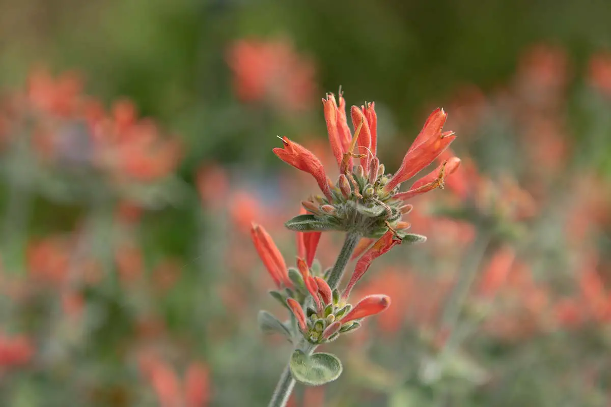Una imagen horizontal de primer plano de las flores rojas brillantes de Dicliptera squarrosa, también conocida como planta de colibrí, representada en un fondo de enfoque suave.