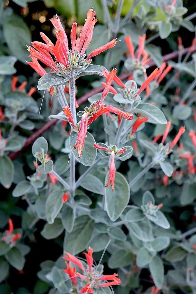 Una imagen vertical de cerca de las flores y el follaje de las plantas de colibrí que crecen en el jardín.