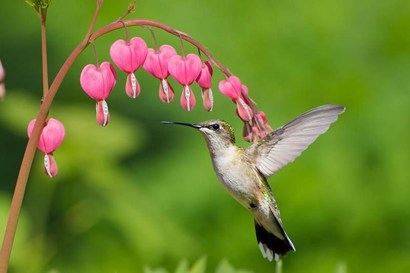 Una imagen horizontal de primer plano de un colibrí que se acerca a un tallo de flores rosadas del corazón sangrante (Lamprocapnos spectabilis) representadas en un fondo verde.