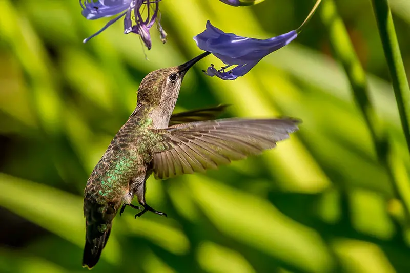 Un primer plano de un colibrí alimentándose de una pequeña flor azul claro, representado en un fondo verde de enfoque suave.