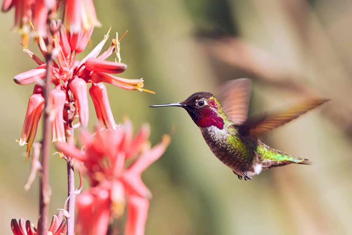 Una imagen horizontal de primer plano de un colibrí que se cierne sobre flores rojas de aloe fotografiadas en un fondo de enfoque suave.