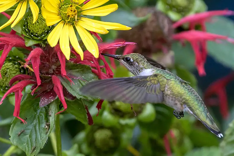 Un primer plano de un colibrí alimentándose de una flor roja con una flor amarilla en la parte superior del marco, representado en un fondo de enfoque suave.