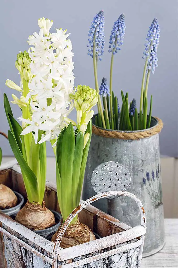Imagen vertical de bulbos blancos de H. orientalis con hojas verdes que florecen en una canasta cuadrada de metal en primer plano, y jacintos de uva que crecen en un recipiente alto estilo stein en el fondo, sobre una superficie beige con un fondo gris azulado.