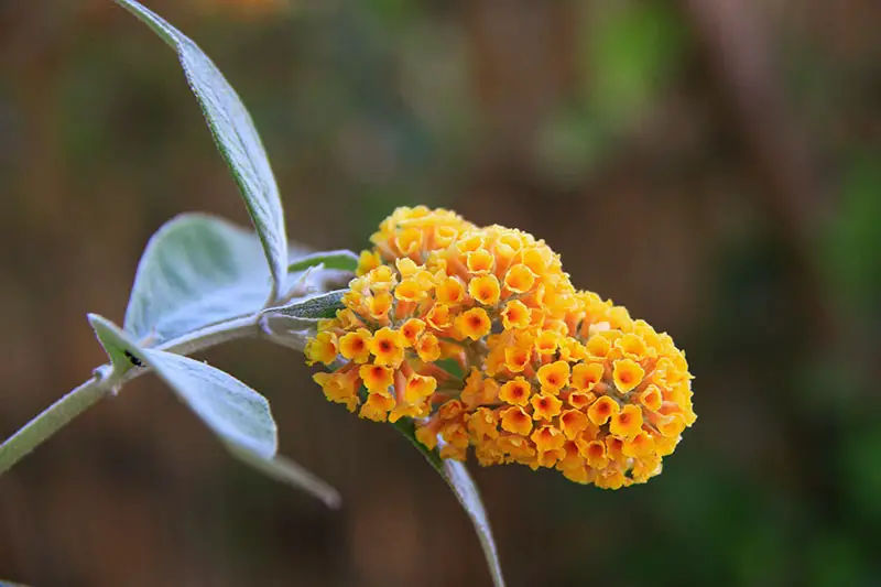 Una imagen horizontal de primer plano de una flor de Buddleia de color naranja brillante representada en un fondo de enfoque suave