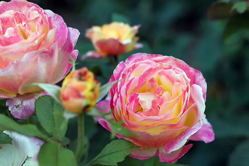 Una imagen horizontal de primer plano de las delicadas flores bicolores de 'Bella Roma', una variedad de rosa de té híbrida representada en un fondo de enfoque suave.