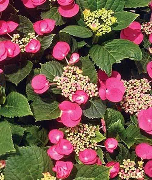 Una imagen cuadrada de cerca de 'Cherry Explosion' Hydrangea creciendo en el jardín con flores rosas.