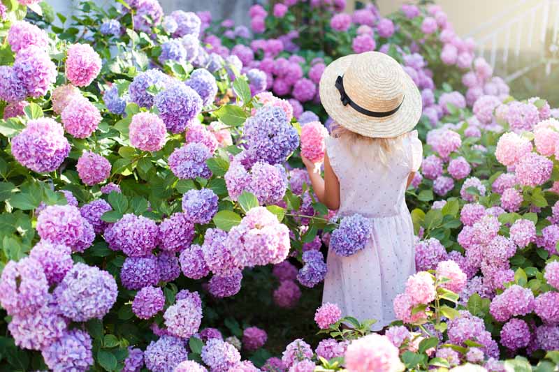Una niña se encuentra en un jardín de flores con arbustos de hortensia en flor con flores rosas, moradas y azules.