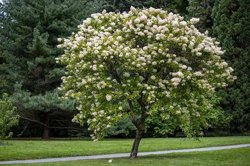 Una imagen horizontal de primer plano de una gran hortensia que crece en forma de árbol en un gran jardín botánico.