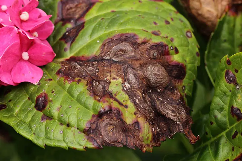 Un primer plano de una hoja de hortensia que sufre de una infección fúngica llamada antracnosis que provoca la aparición de lesiones de color marrón oscuro en el follaje.