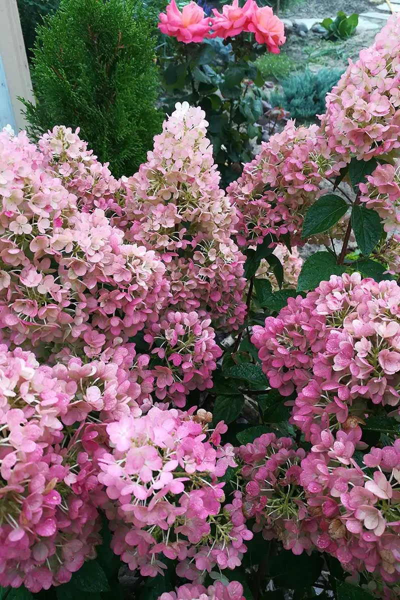Una imagen vertical de primer plano de flores hortensias de panícula rosa brillante que crecen en un borde de jardín mixto.