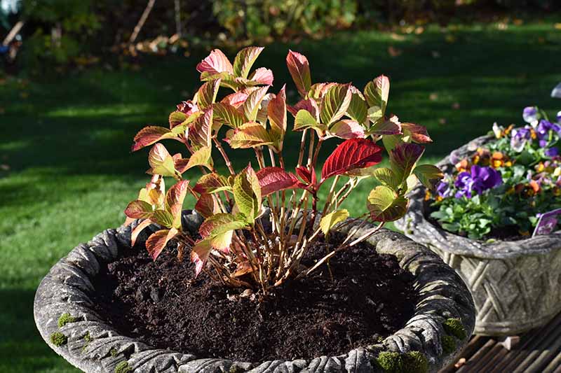 Una imagen horizontal de primer plano de un arbusto que crece en una sembradora de hormigón que muestra colores otoñales, fotografiada a la luz del sol otoñal con una escena de jardín con un enfoque suave en el fondo.