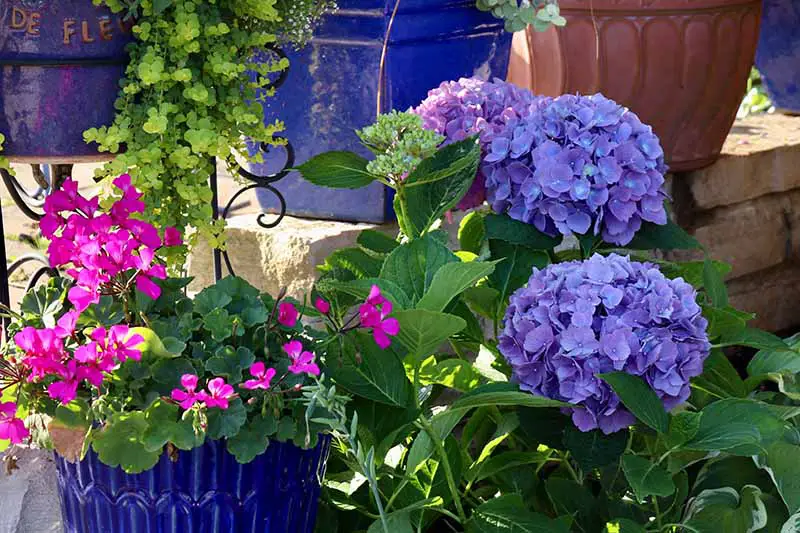 Una imagen horizontal de primer plano de una selección de flores que crecen en contenedores en un patio soleado.