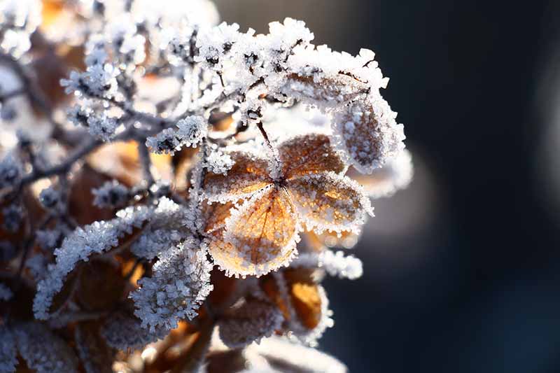 Una imagen horizontal de primer plano de una flor seca cubierta de un polvo de nieve fotografiada con luz solar filtrada sobre un fondo de enfoque suave.