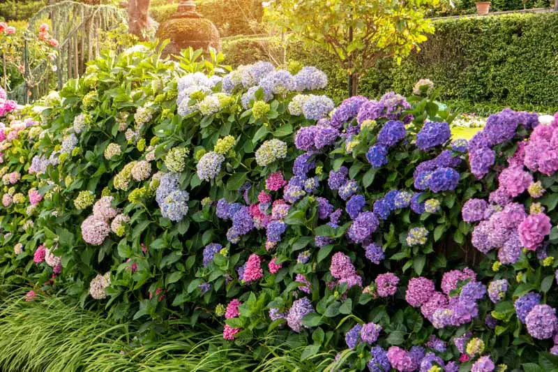 Una imagen horizontal de primer plano de un seto hecho con arbustos de hortensias que están en flor con flores de color púrpura, rosa y blanco.