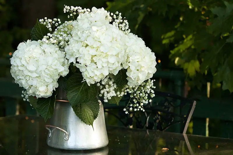 Una imagen horizontal de primer plano de un jarrón de metal con flores blancas cortadas sobre una mesa al aire libre, representada en un fondo oscuro de enfoque suave.