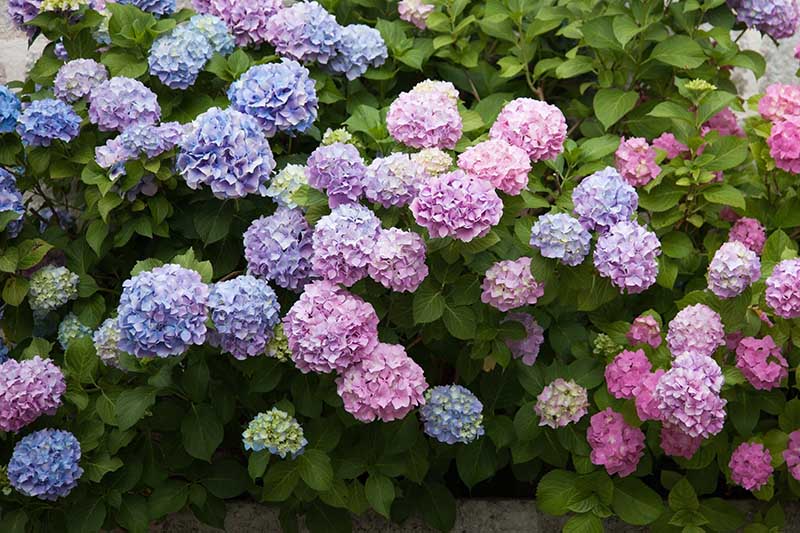 Un primer plano de las hortensias azules y rosas que florecen en el jardín de verano, rodeadas de follaje.